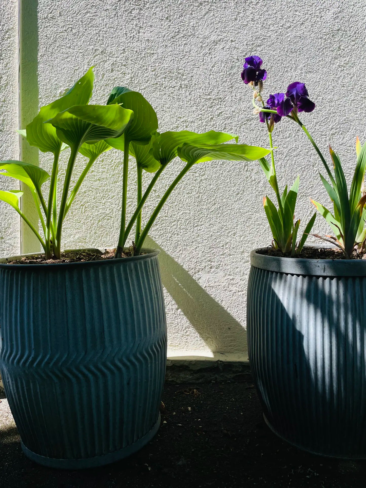 Dolly Tubs aus England
