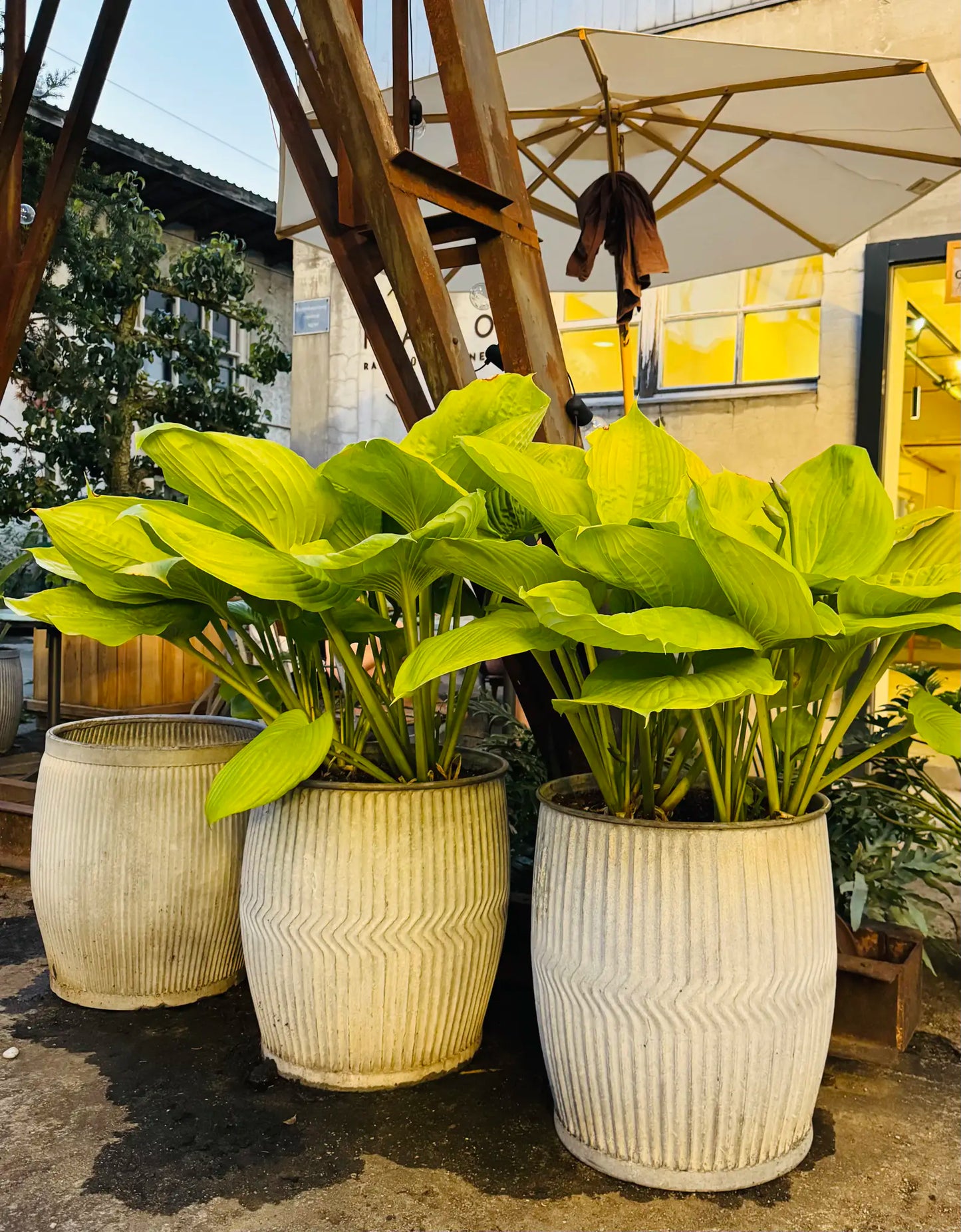 Dolly Tubs aus England