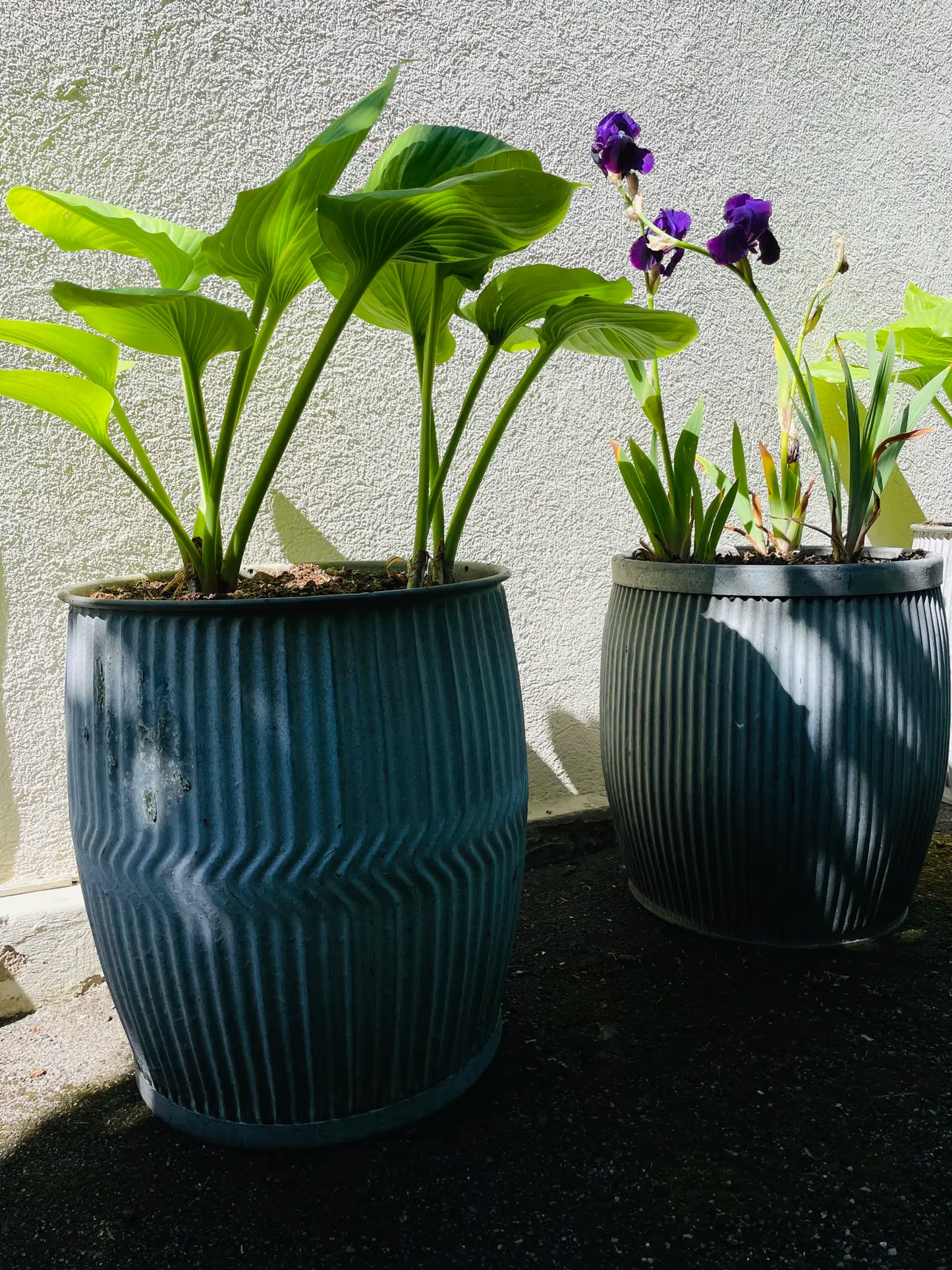 Dolly Tubs aus England