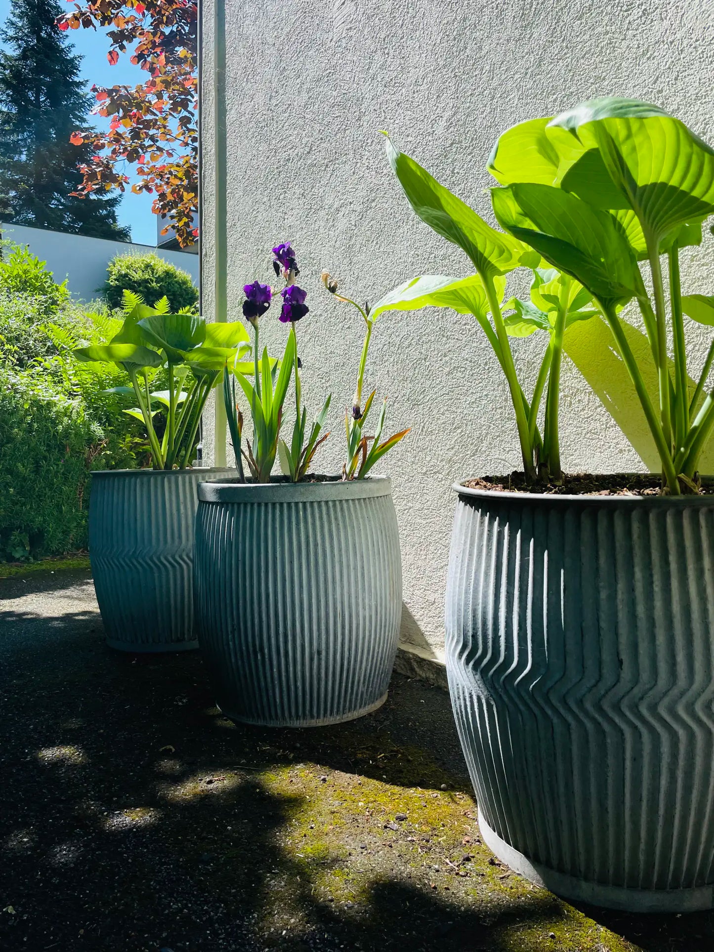 Dolly Tubs aus England