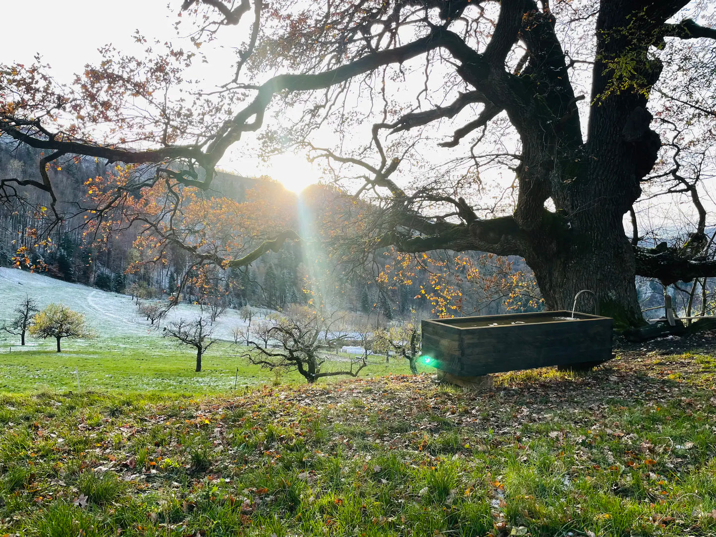 Eichenbrunnen – Künstlerisches Unikat aus Eiche und Stahl