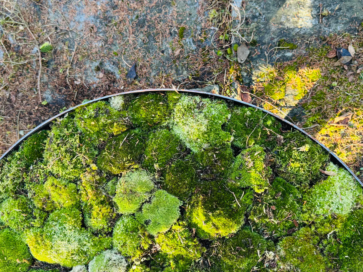 Moosschale – flachgewölbte Form