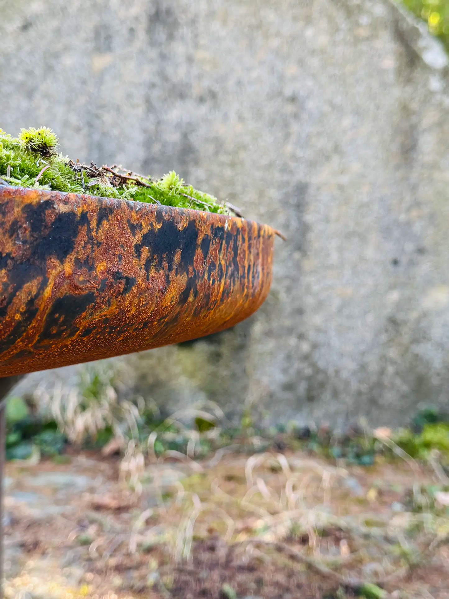 Moosschale – flachgewölbte Form