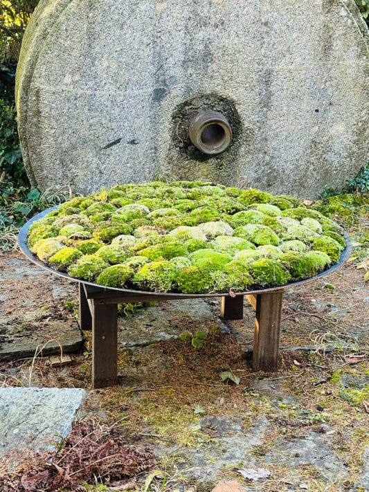 Moosschale – gewölbte Scheibe