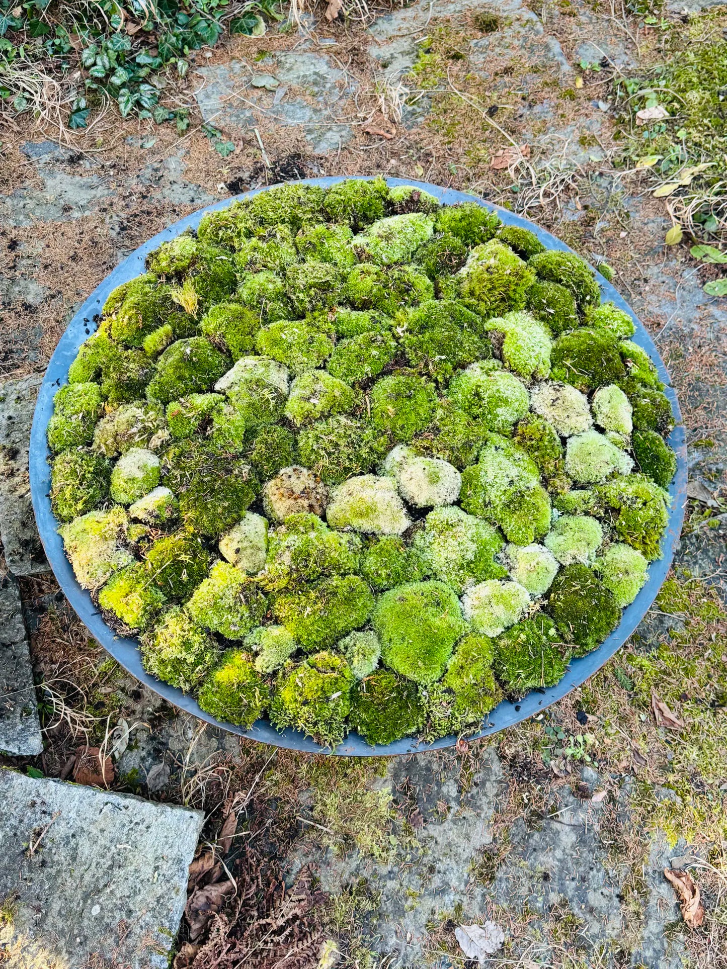 Moosschale – gewölbte Scheibe
