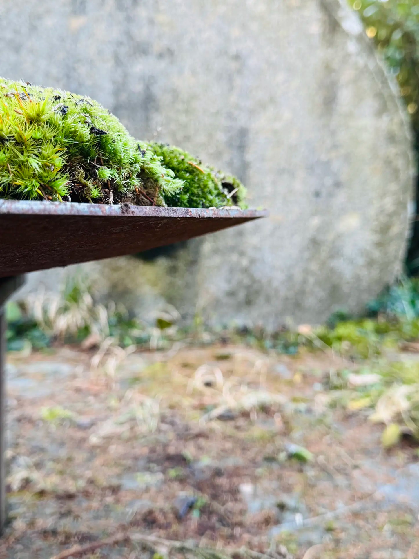 Moosschale – gewölbte Scheibe